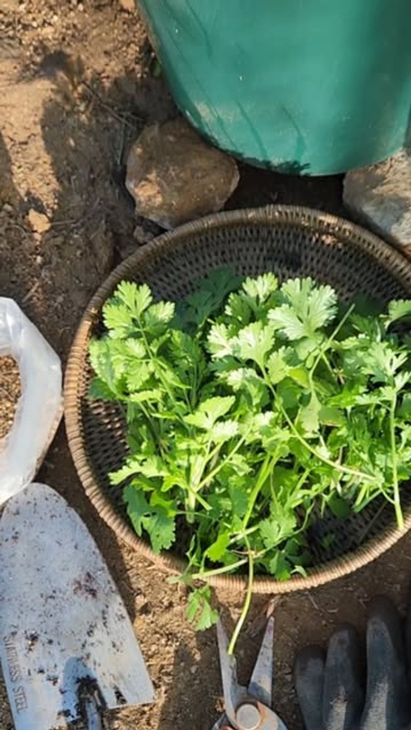 Cilantro