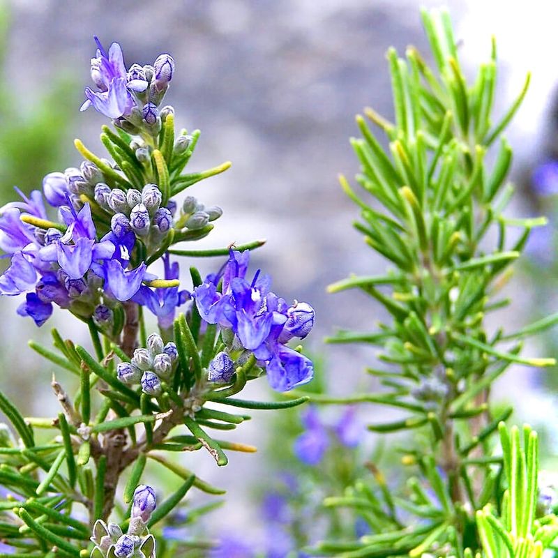 Rosemary's Protective Shield