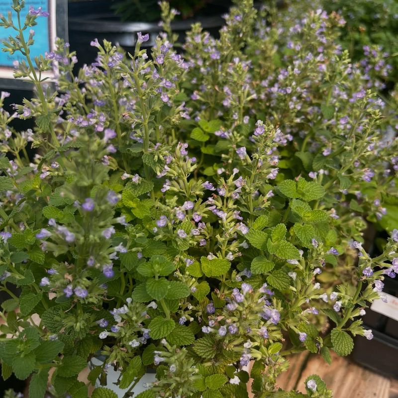 Bay Laurel: The Slow-Growing Tree Herb
