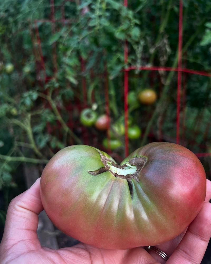 Cherokee Purple Tomatoes