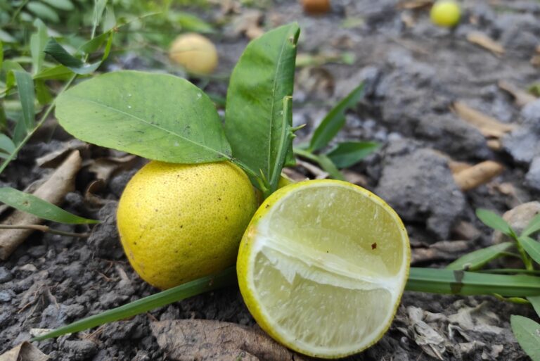 lemon tree fruit on the ground