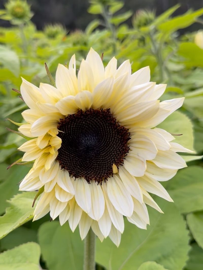 Italian White