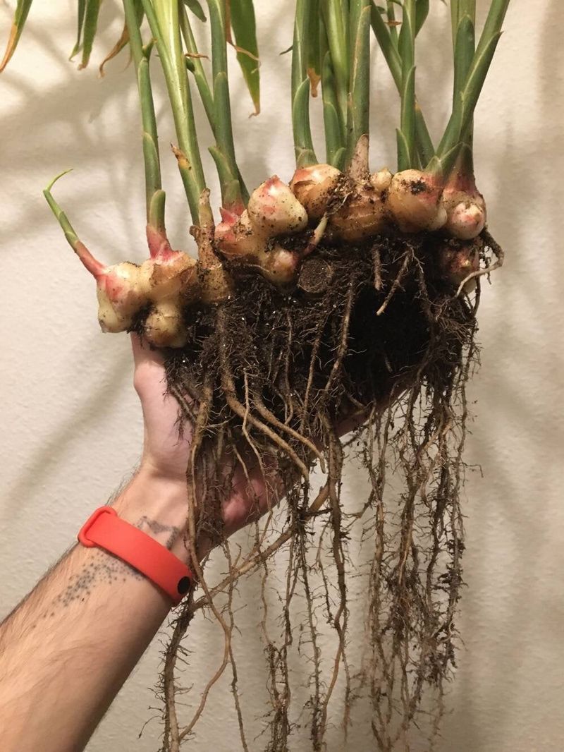 Ginger: Underground Treasure