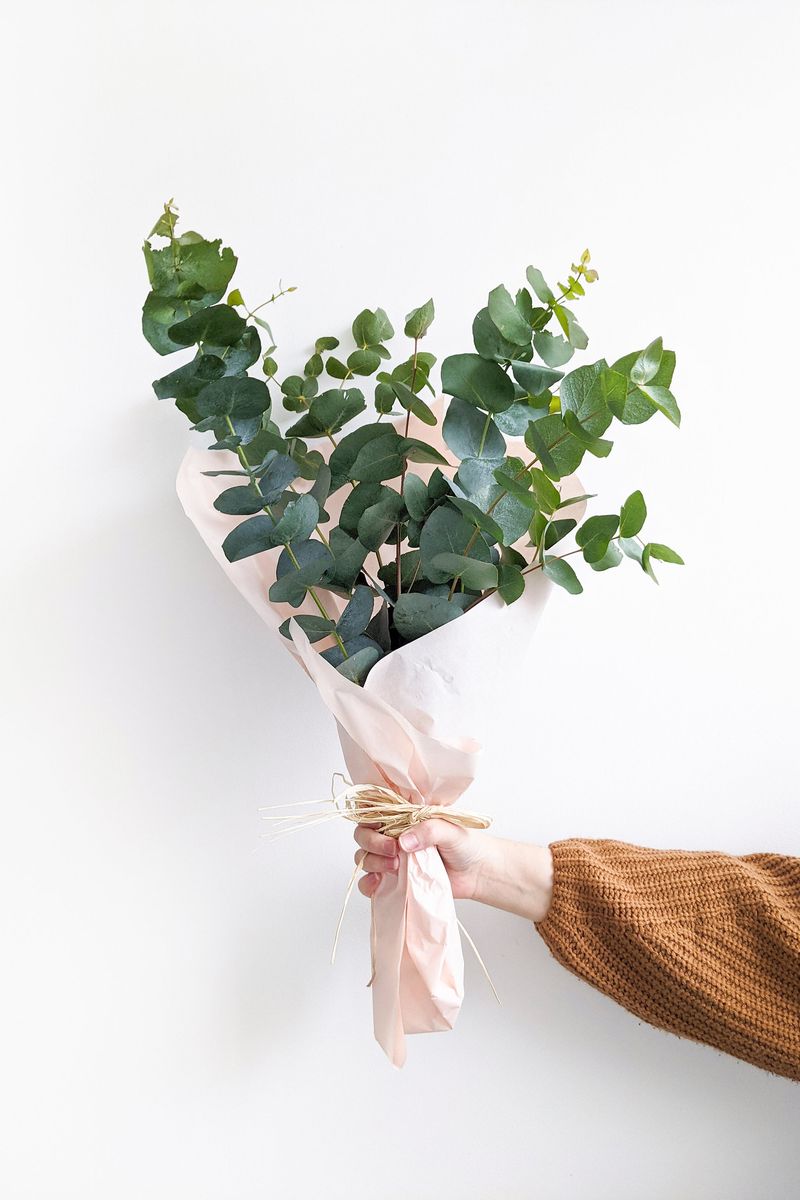 Eucalyptus