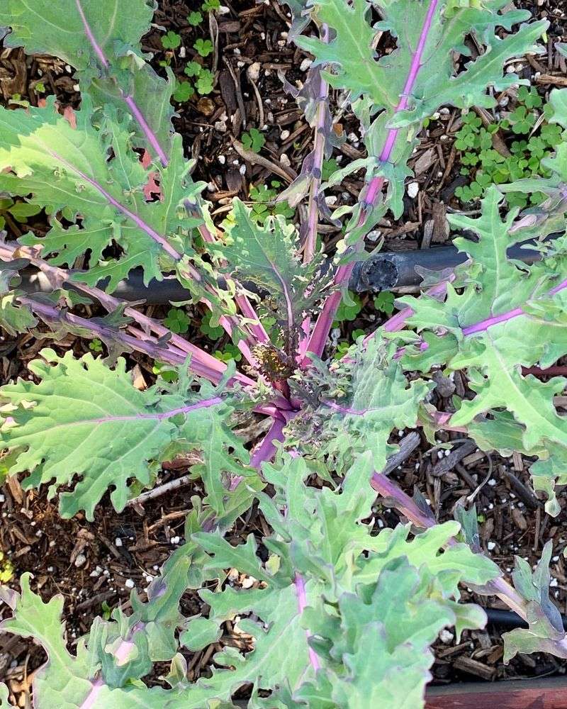 Russian Kale
