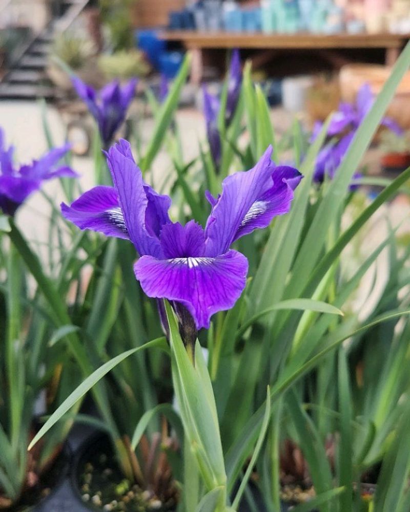 Douglas Iris (Iris douglasiana)