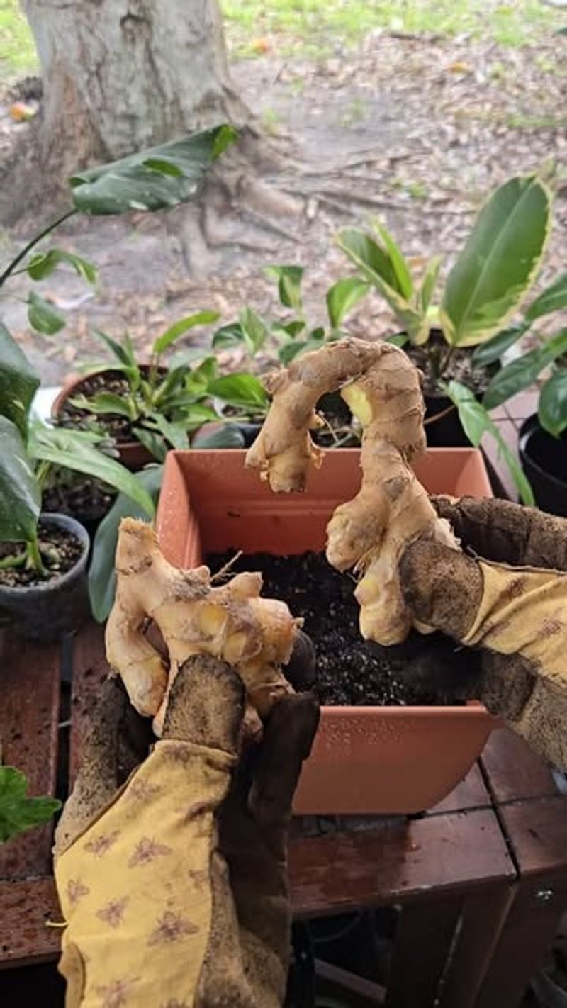 Ginger Root Houseplants
