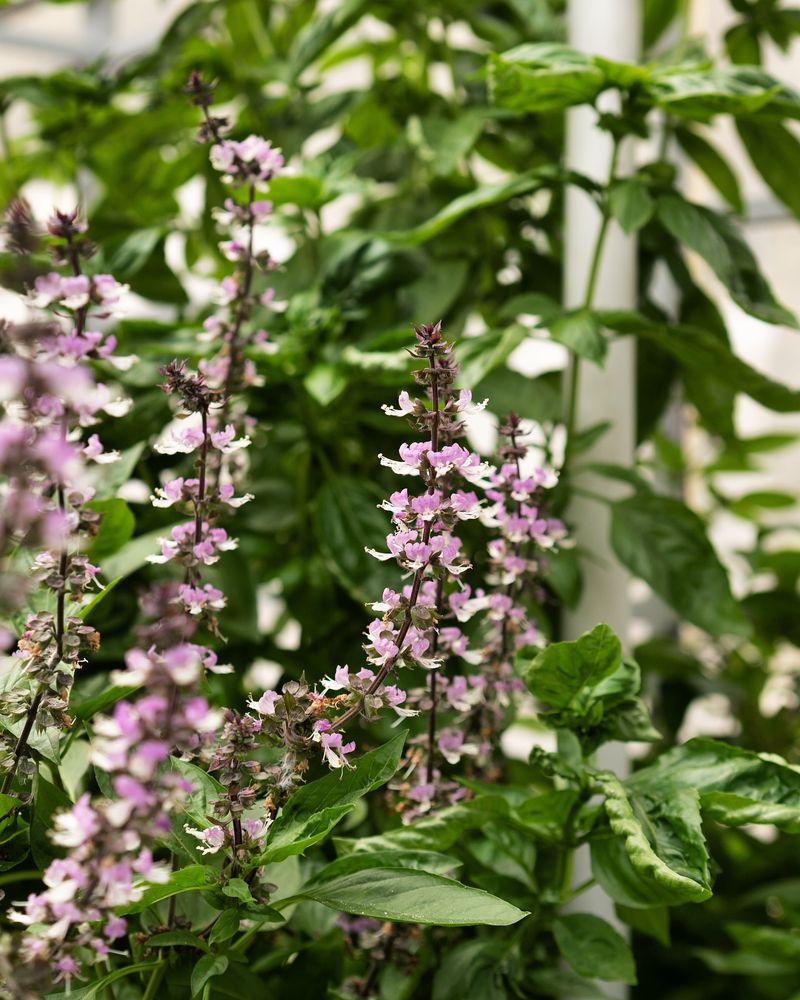 Basil: Kitchen Favorite, Tick Enemy