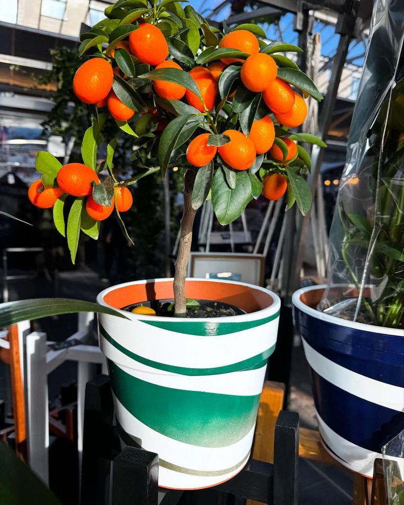 Kumquats