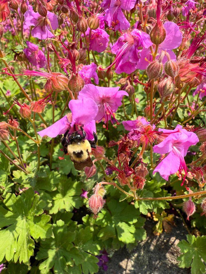 Bigroot Geranium