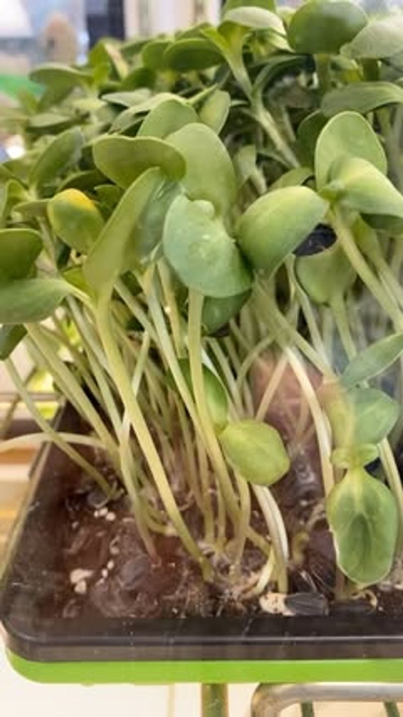 Sunflower Sprouts