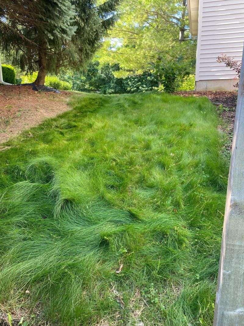 Slower Growing Competing Grasses