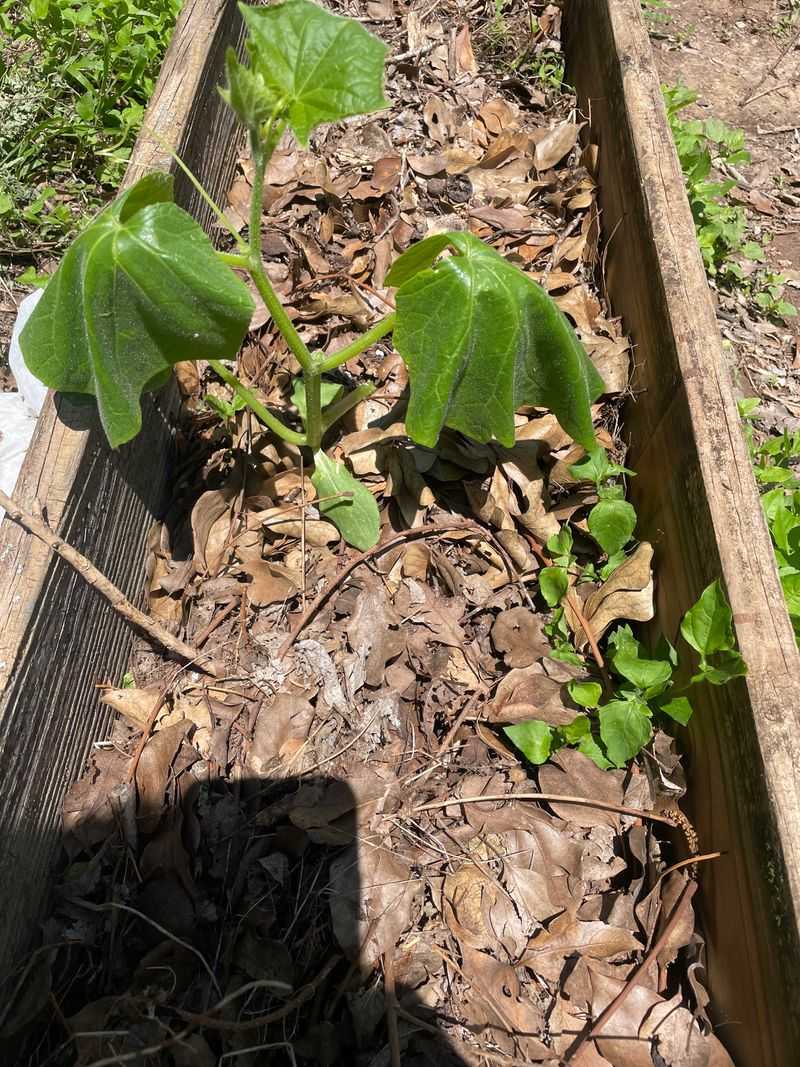 Ignoring Signs of Plant Stress