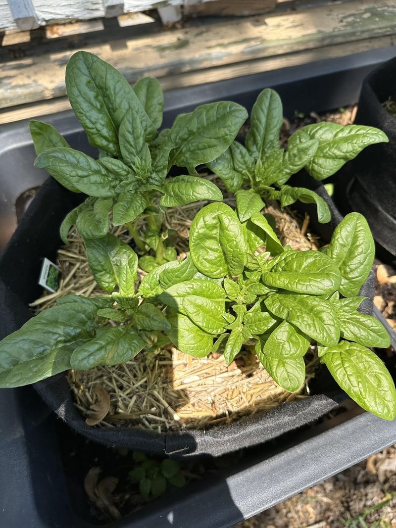 Spinach