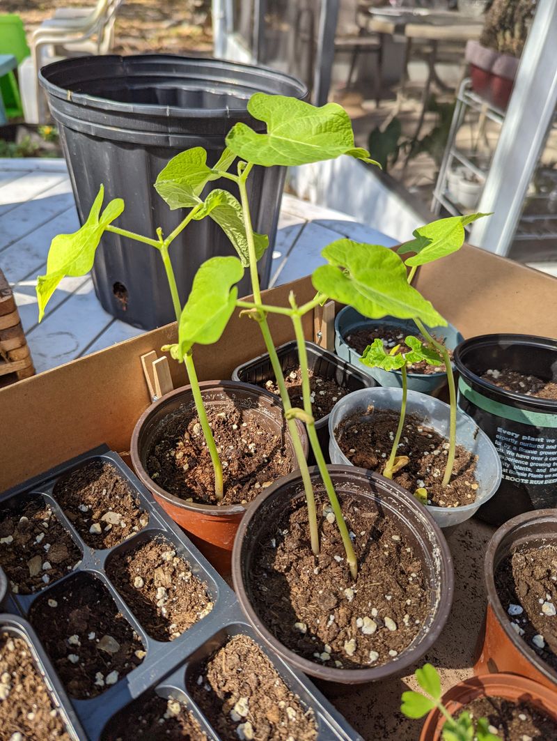 Bush Beans