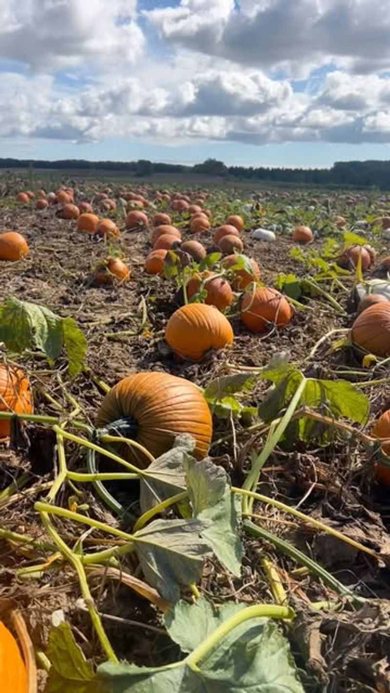 Pumpkins