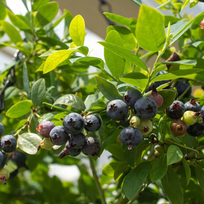 Blueberries