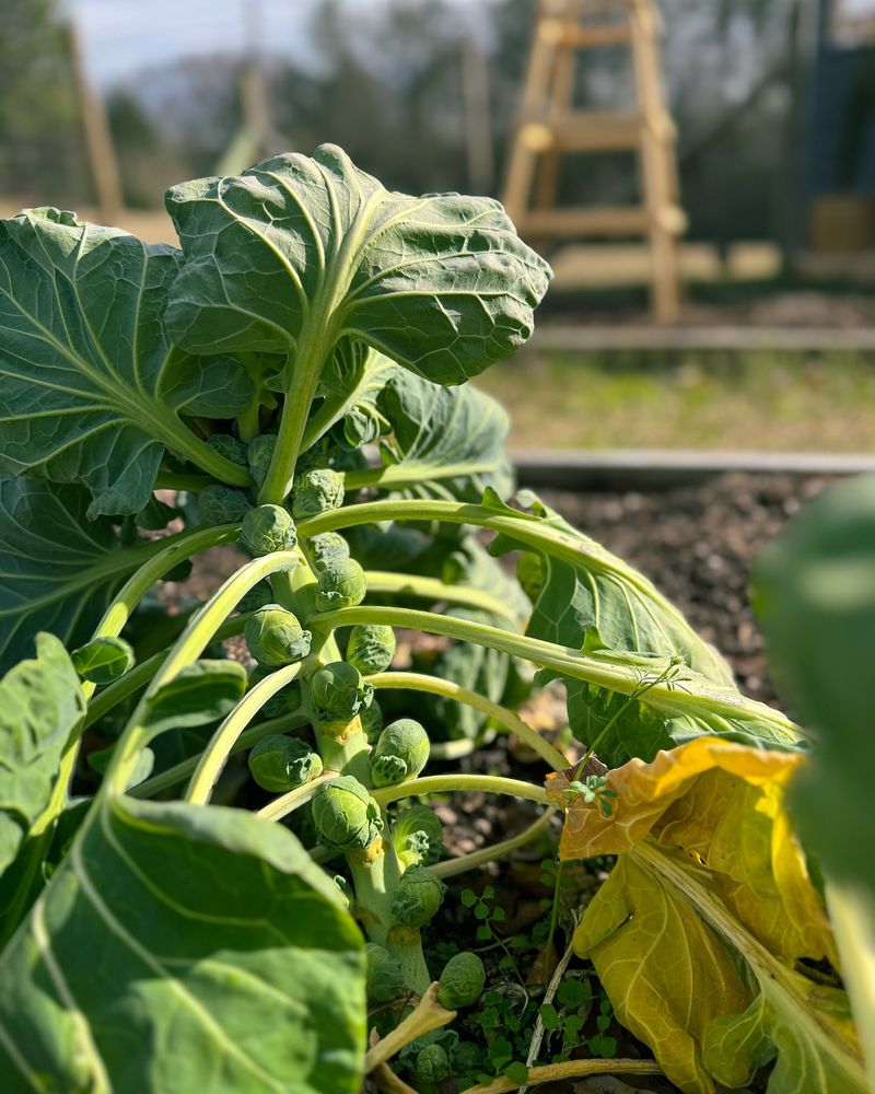 Brussels Sprouts