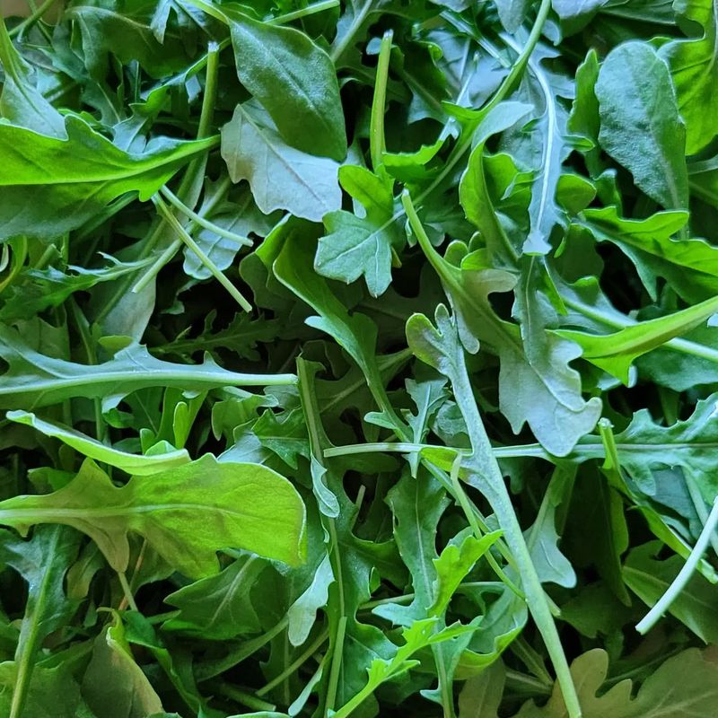 Arugula: Spicy Greens In Just 21 Days