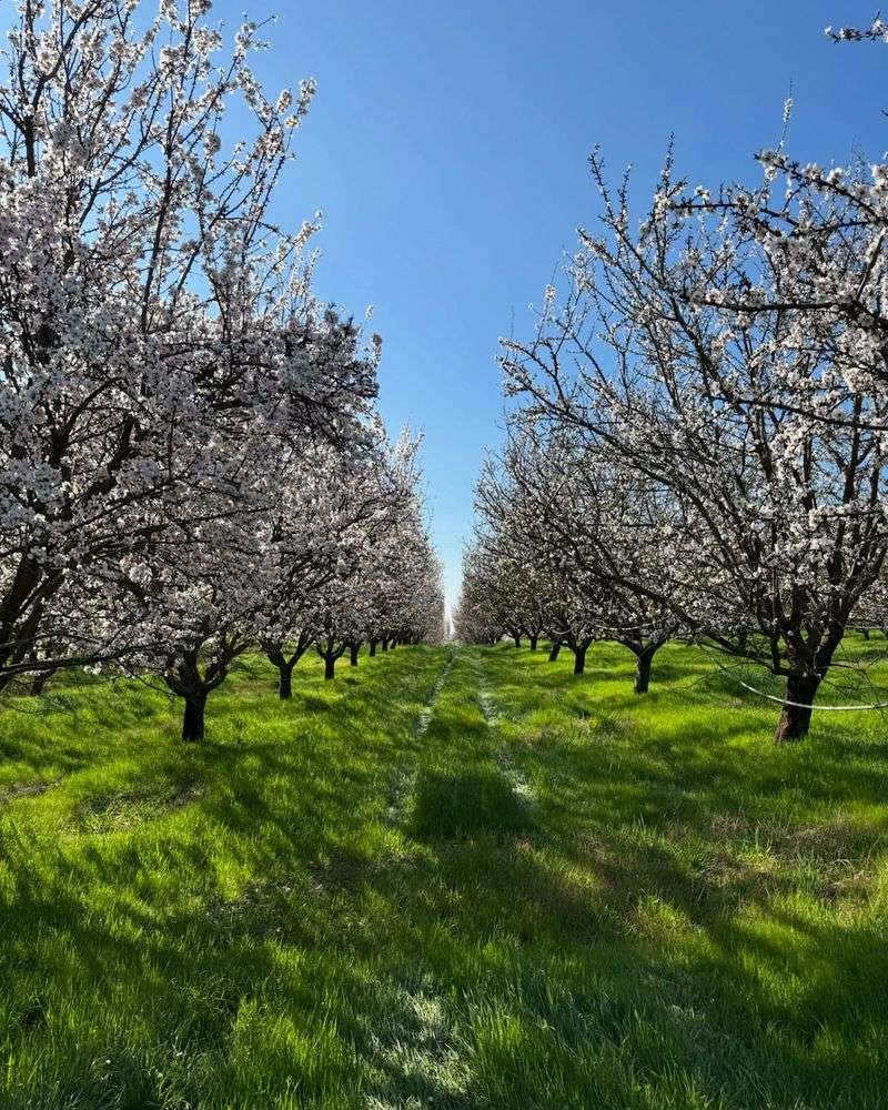 Almonds: California's Chemical-Intensive Nut