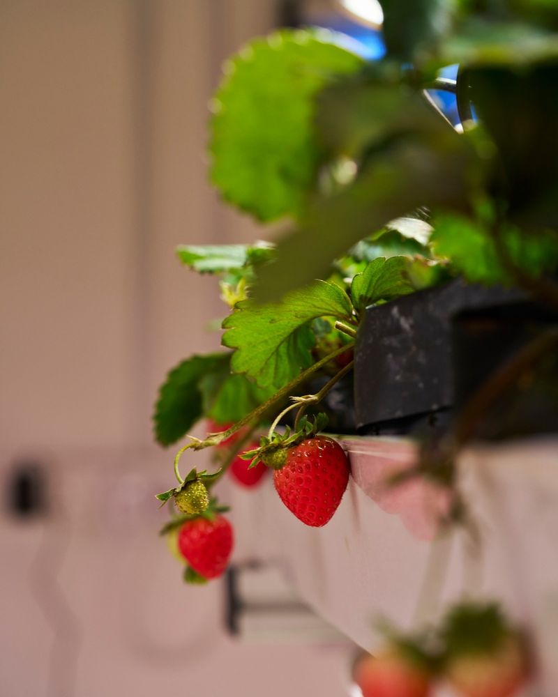 Strawberries Sweeten With Temperature Shifts