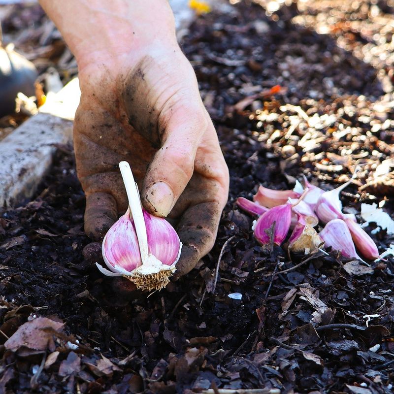 Garlic Planting