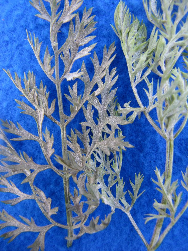 Carrot Tops With Leaf Blight