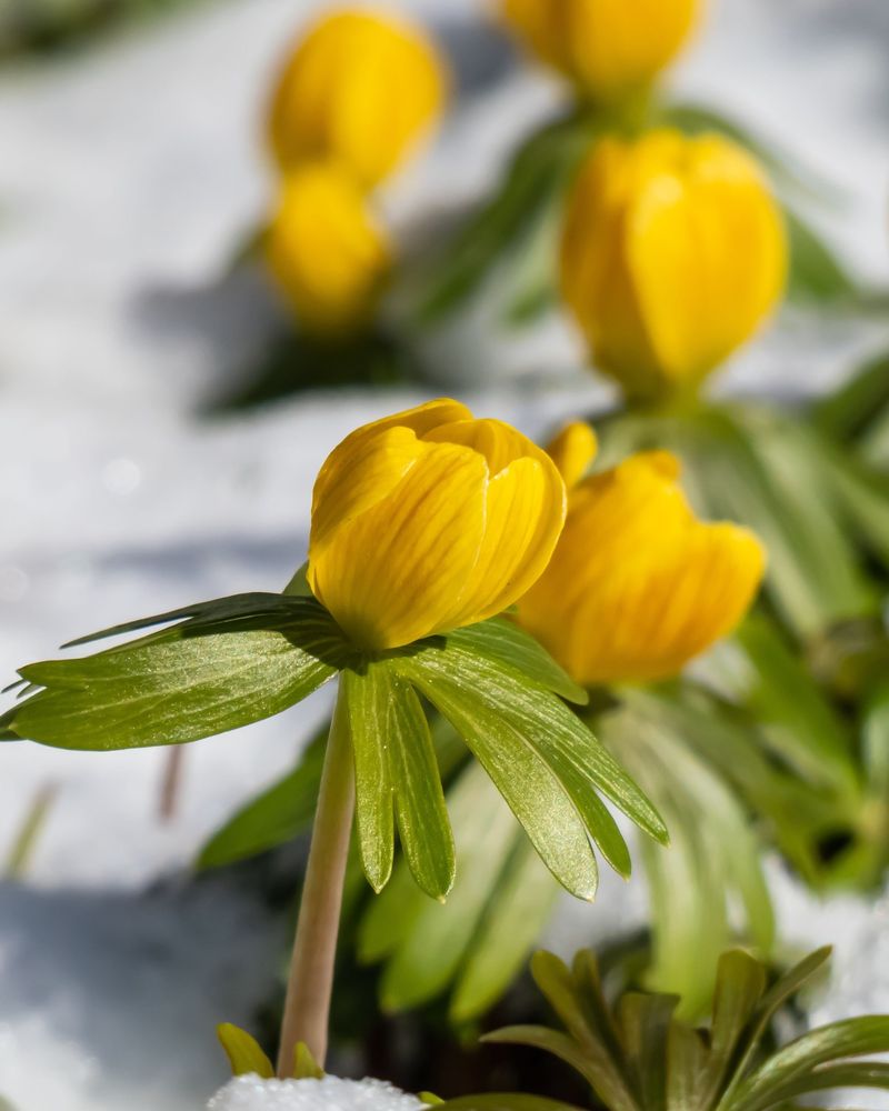 Eranthis: Winter Aconite's Golden Glow