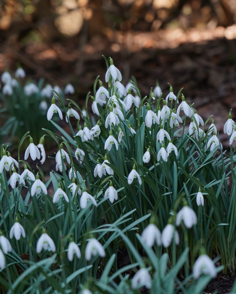 Snowdrops