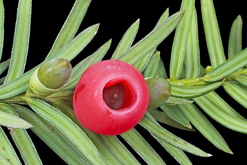 Colonial Medicinal Garden Reveals Early Healthcare