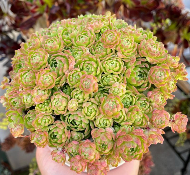 Rosularia