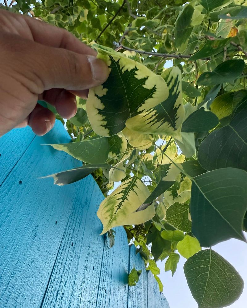 Chinese Tallow