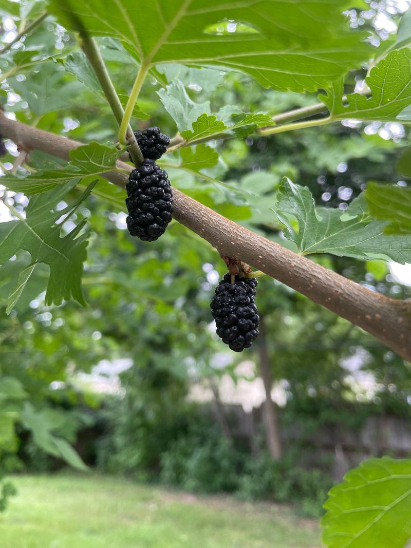 Mulberry Messiness