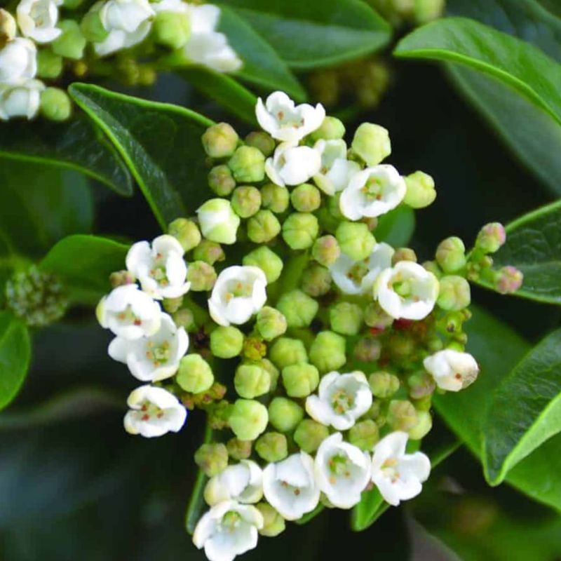 Sweet Viburnum