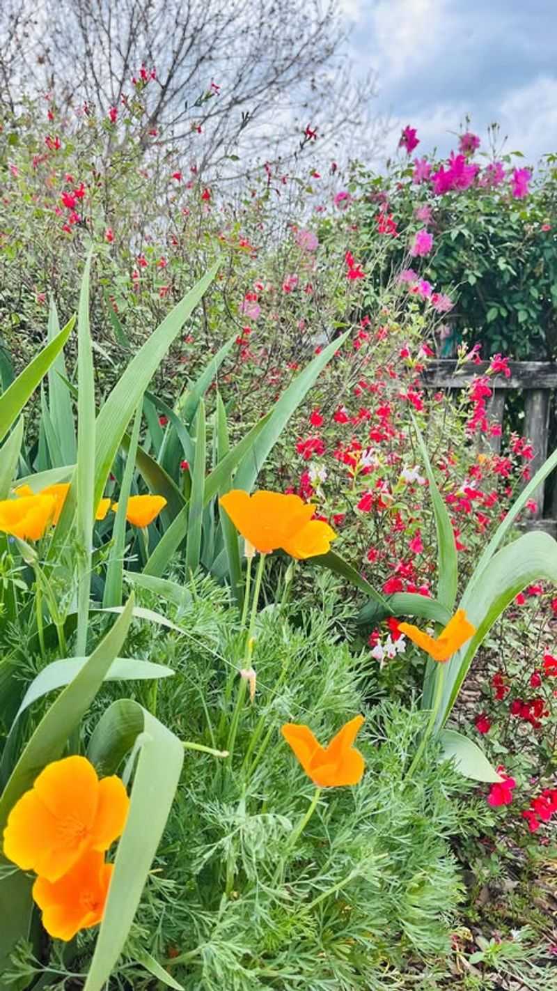 Poppies