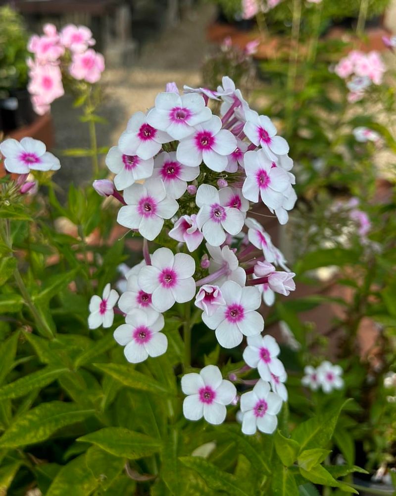 Phlox