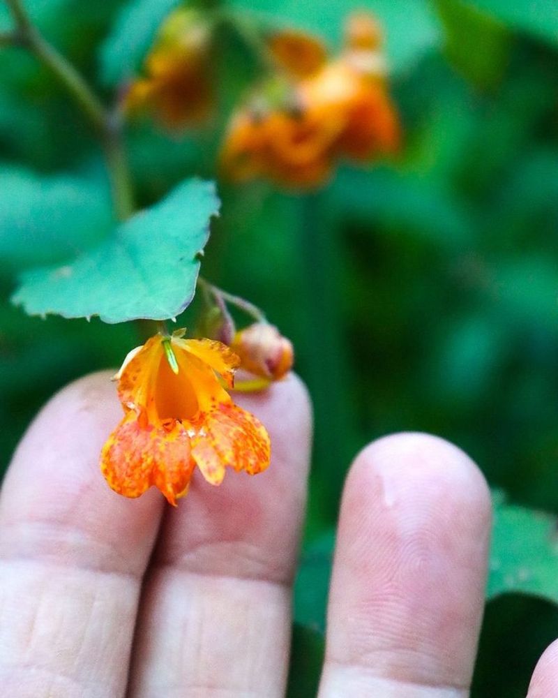 Jewelweed