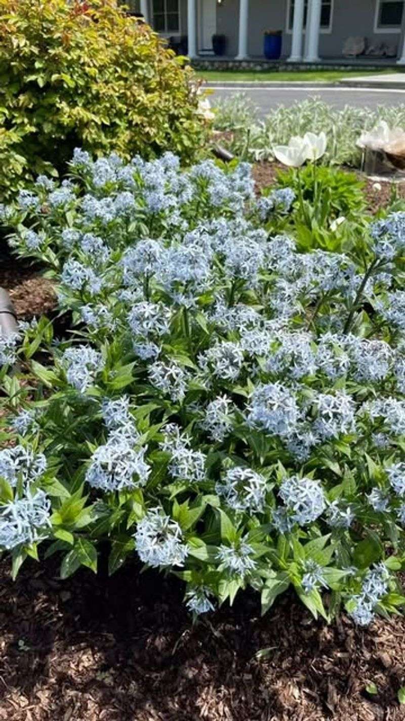 Amsonia