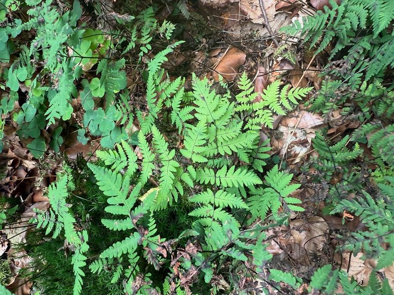 Oak Fern (Gymnocarpium dryopteris)