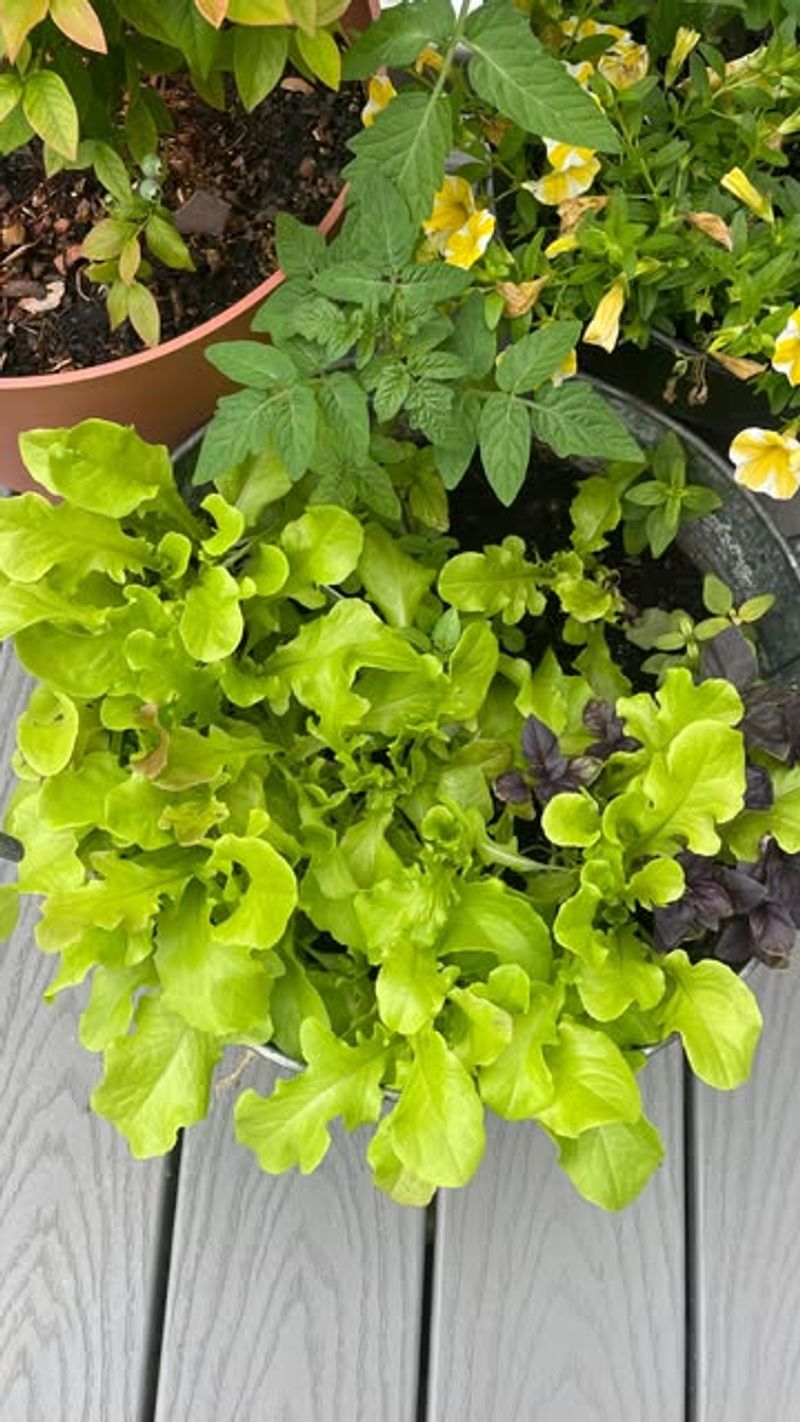 Grow Salad Bowls