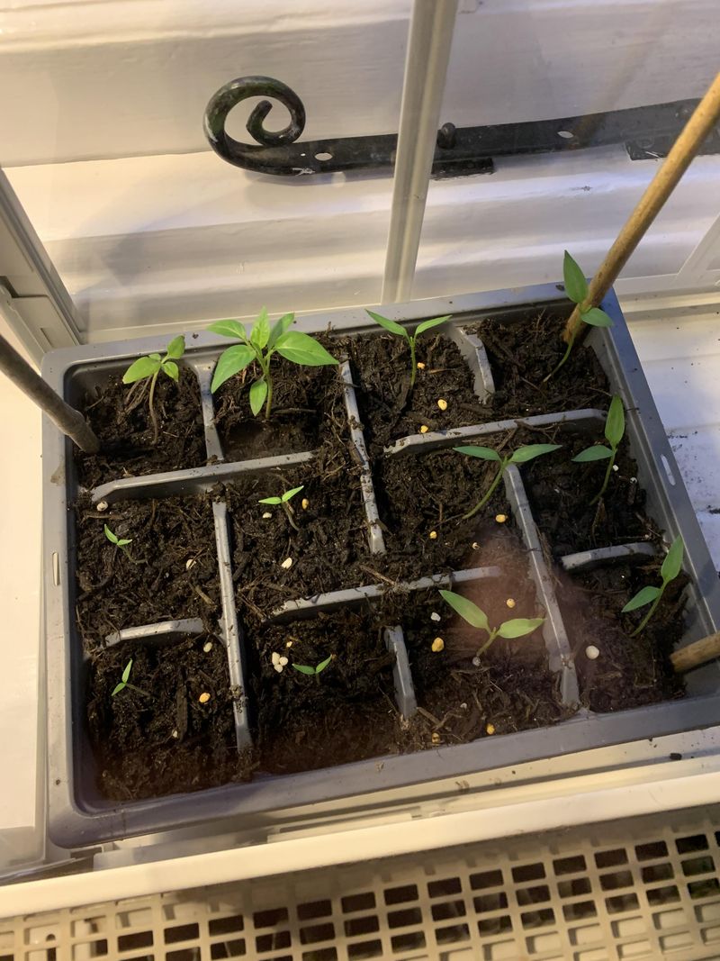 Perfect For Starting Seeds Indoors During Long Winters