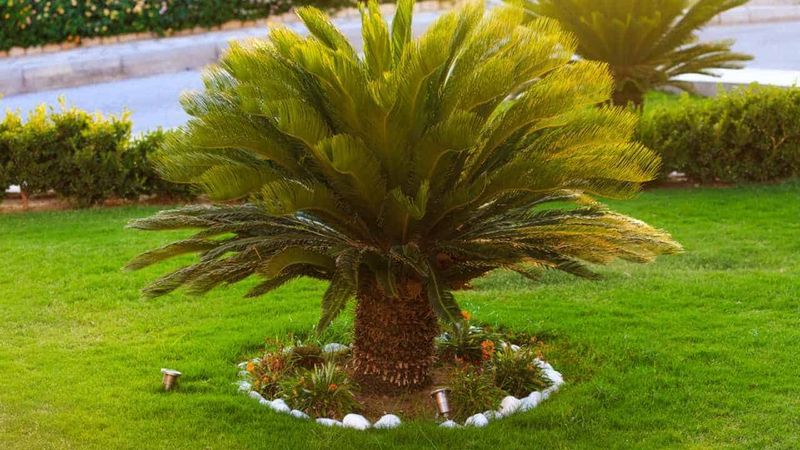 Sago Palm's Surprising Vertical Reach