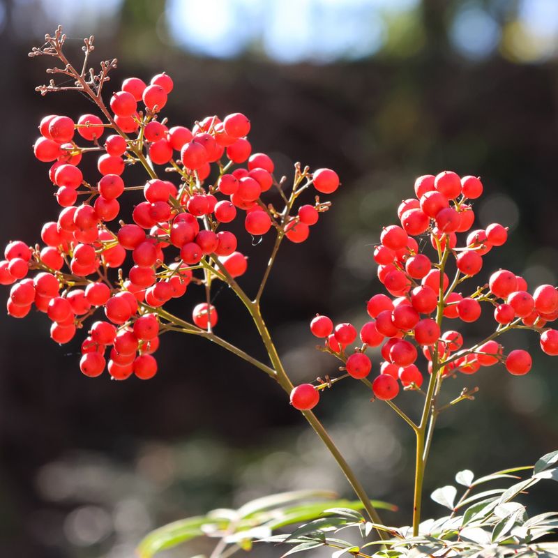 Nandina (Nandina domestica)