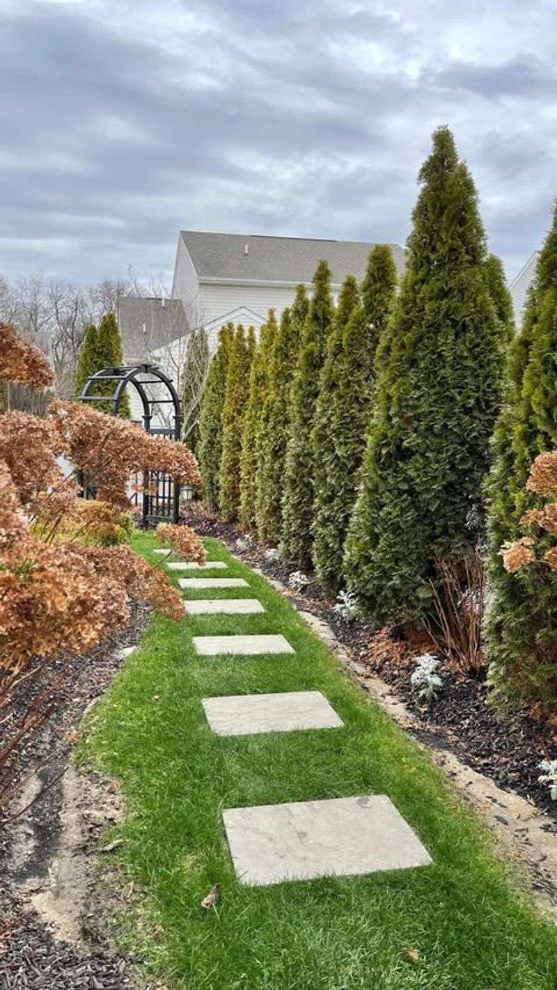 Arborvitae