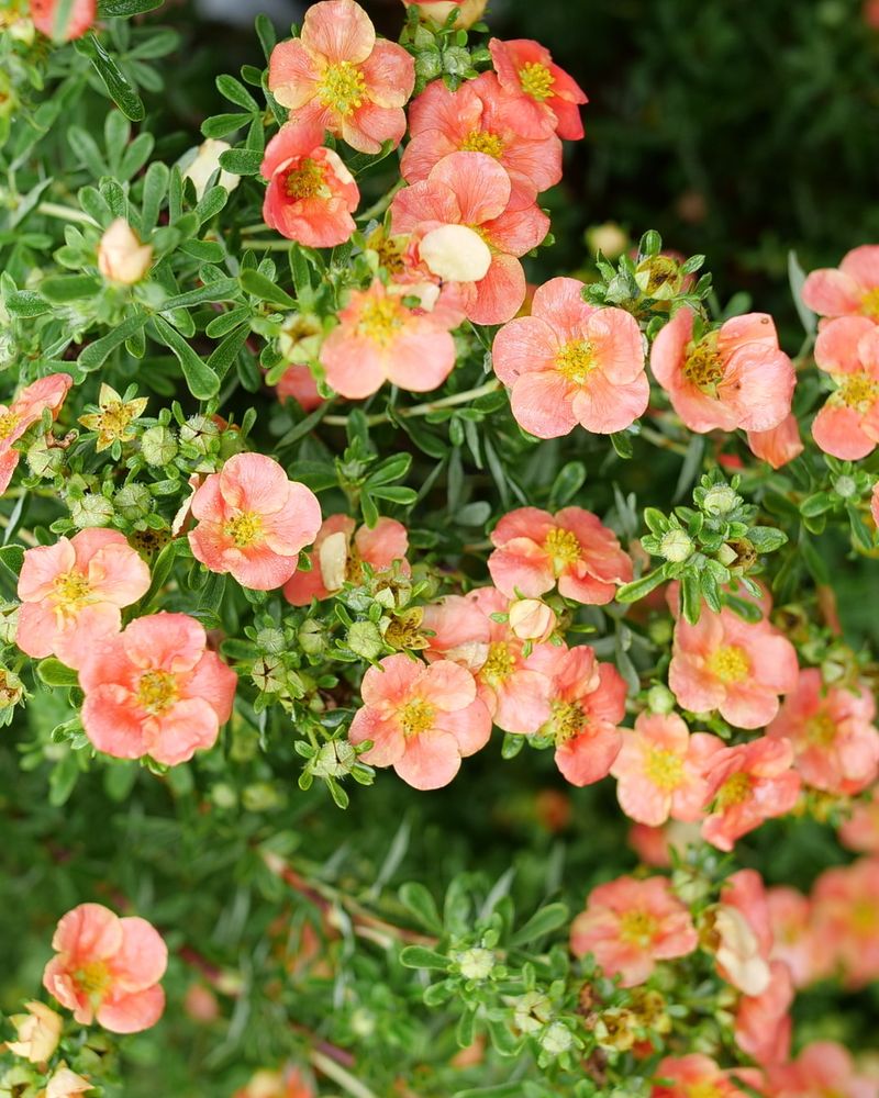 Potentilla
