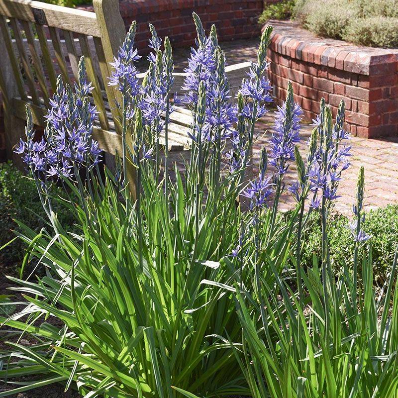 Camassia: Native American Beauty For Moist Virginia Sites