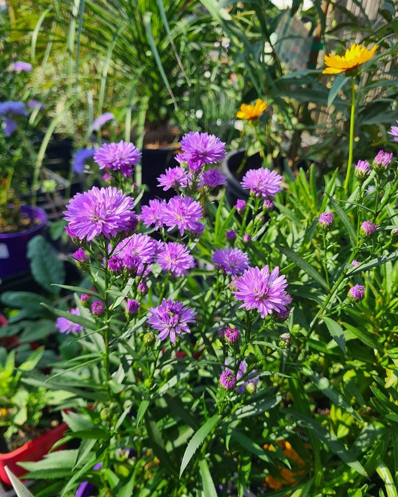 Branching Asters