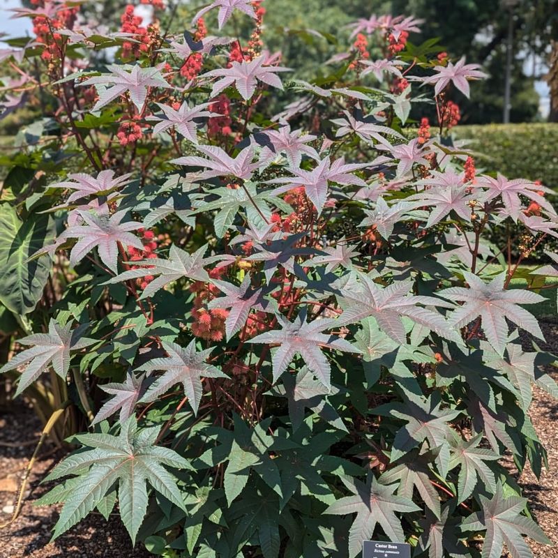 Castor Bean