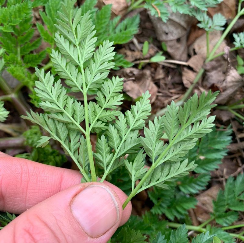 Water Hemlock: California's Most Lethal Native Plant