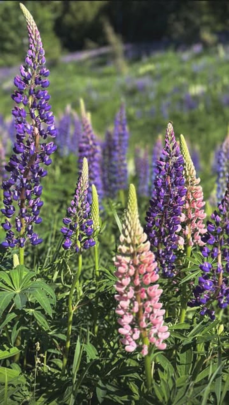 Lupine